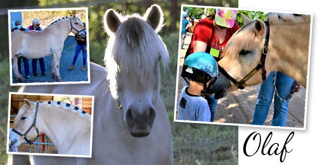 horse therapy photo