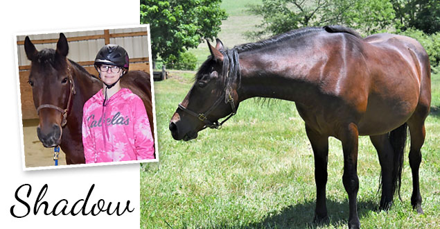 horse therapy photo