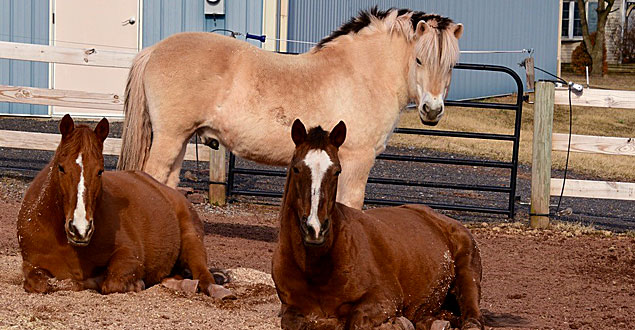 horse therapy photo